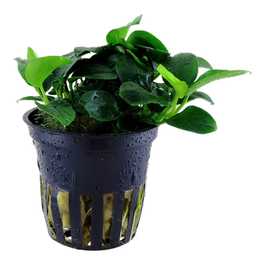 Tropica Anubias 'Petite'