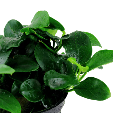 Tropica Anubias 'Petite' - Image 2