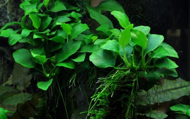 Tropica Anubias 'Petite' - Image 3