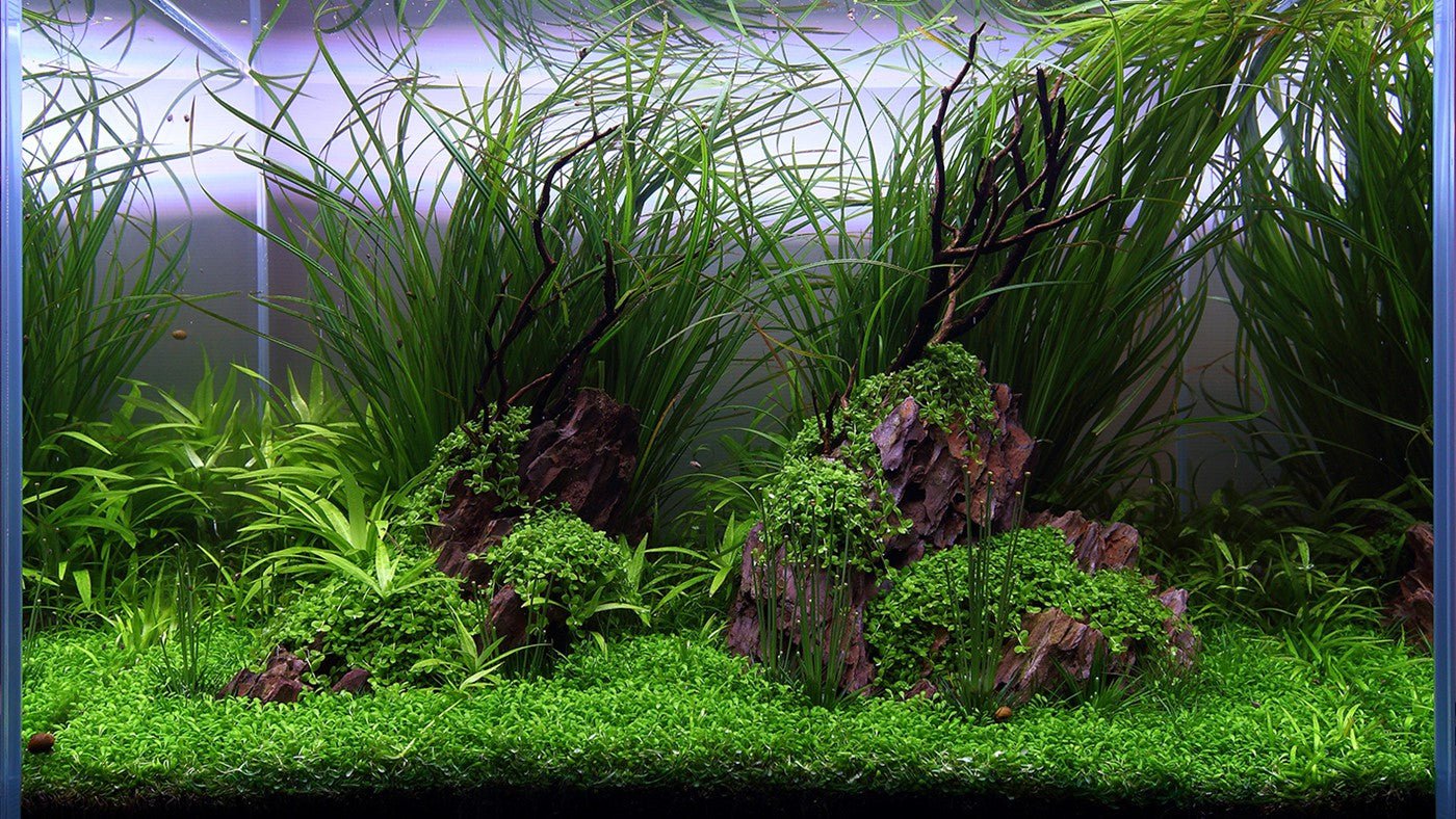 TROPICA Aquarium Soil 3L /9L - Image 4