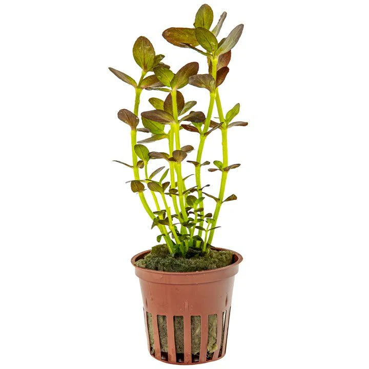 Tropica Bacopa Salzmannii 'Purple'