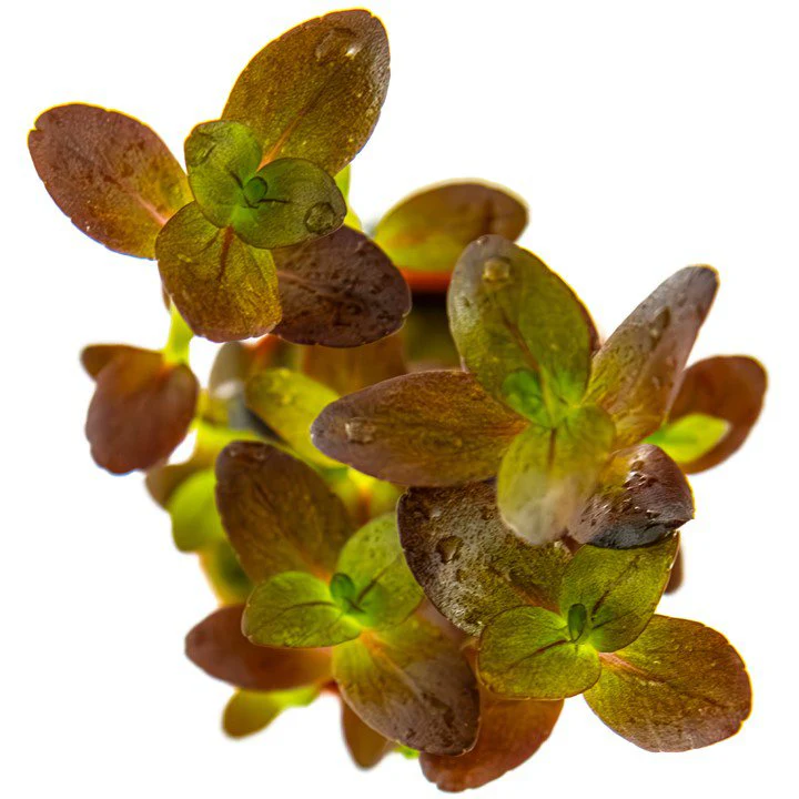 Tropica Bacopa Salzmannii 'Purple' - Image 3