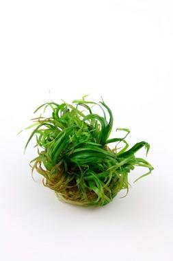 Tropica Blyxa Japonica 1-2-GROW! - Image 2