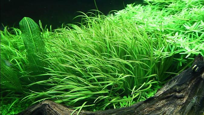 Tropica Blyxa Japonica 1-2-GROW! - Image 3