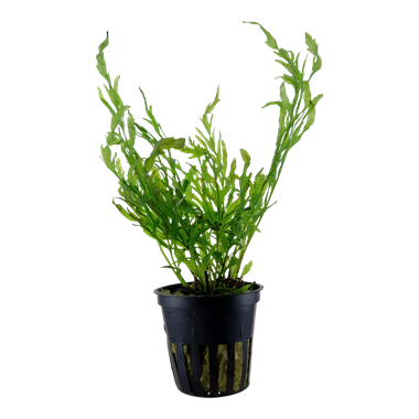 Tropica Bolbitis Heudelotii in Pot