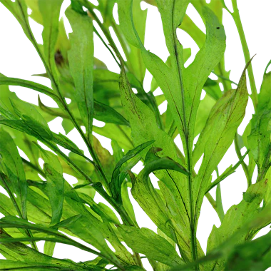 Tropica Bolbitis Heudelotii in Pot - Image 2