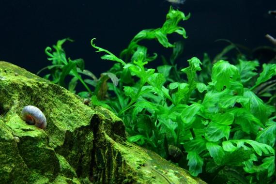 Tropica Bolbitis Heudelotii in Pot - Image 3