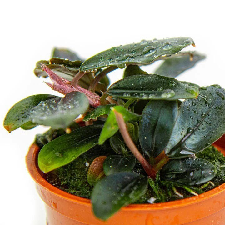 Tropica Bucephalandra sordidula 'Blue' - Image 2