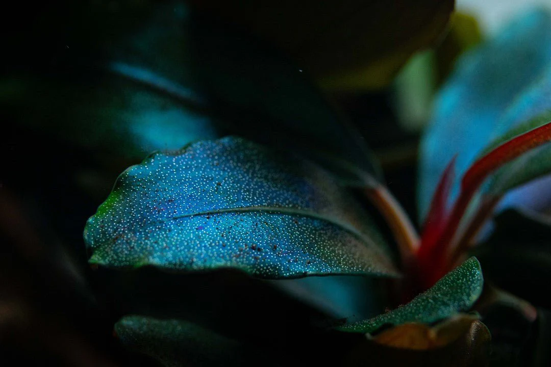 Tropica Bucephalandra sordidula 'Blue' - Image 3