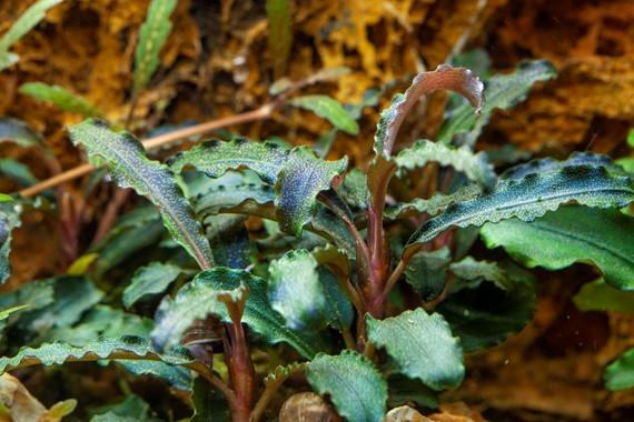 Tropica Bucephalandra 'Kedagang' in Pot - Image 3
