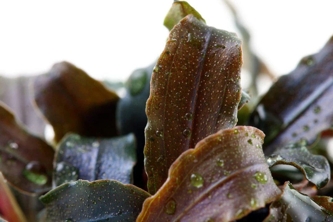 Tropica Bucephalandra 'Kedagang' 1-2-Grow! - Image 2