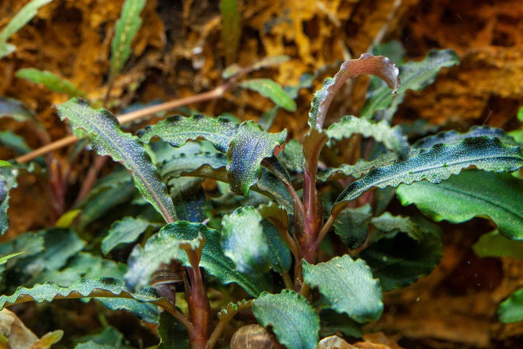 Tropica Bucephalandra 'Kedagang' 1-2-Grow! - Image 3