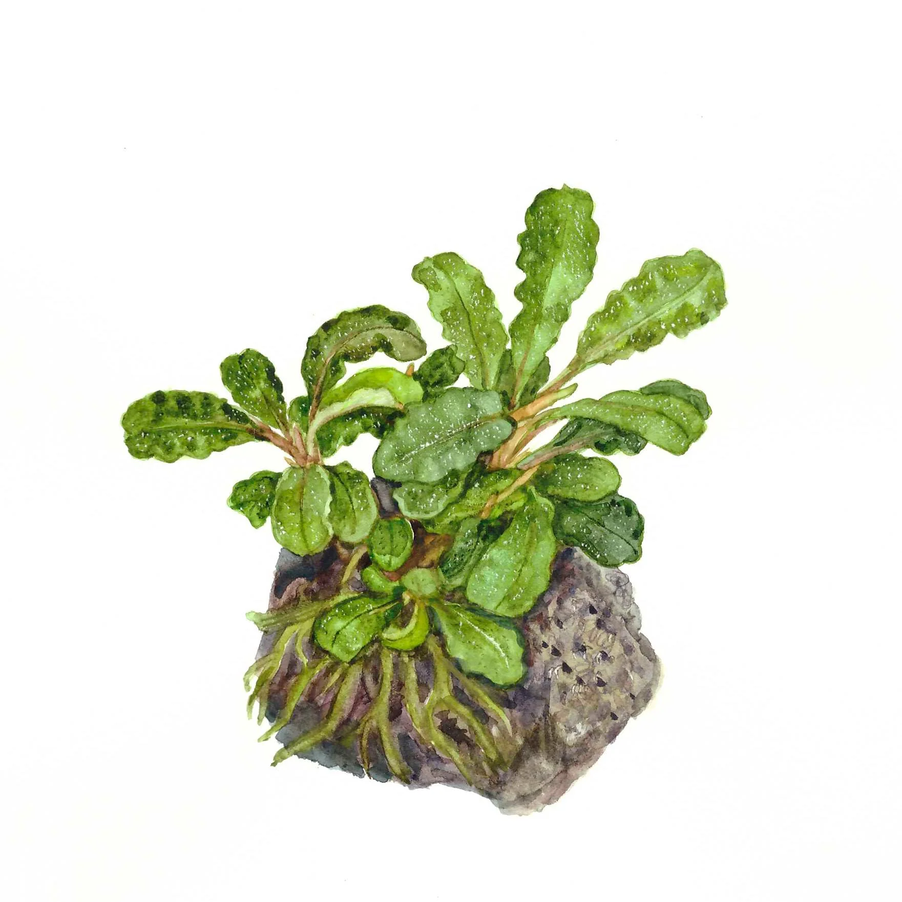 Tropica Bucephalandra pygmaea 'Bukit Kelam' 1-2-Grow! - Image 3