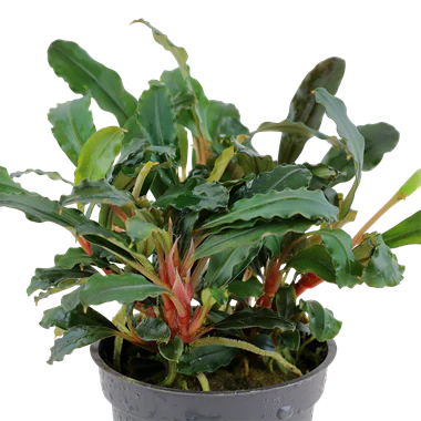 Tropica Bucephalandra sp. 'Red'