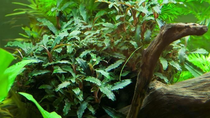 Tropica Bucephalandra sp. 'Red' - Image 2