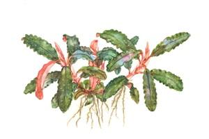 Tropica Bucephalandra sp. 'Red' - Image 3