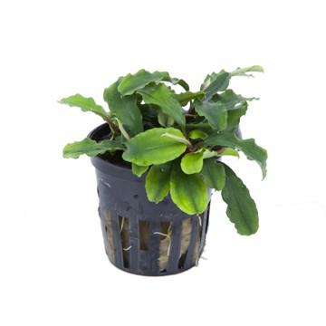 Tropica Bucephalandra 'Bukit Kelam' in Pot