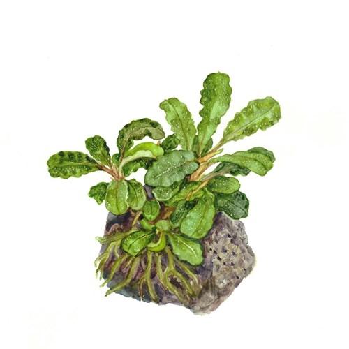 Tropica Bucephalandra 'Bukit Kelam' in Pot - Image 2