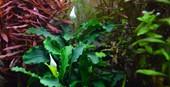 Tropica Bucephalandra 'Bukit Kelam' in Pot - Image 3