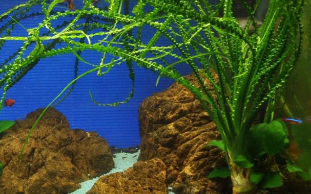 Tropica Crinum calamistratum in Pot - Image 3