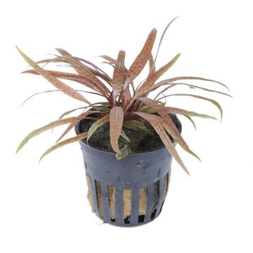 Tropica Cryptocoryne albida 'Brown' in Pot