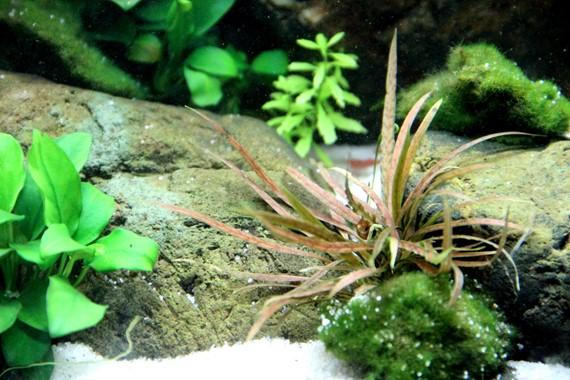 Tropica Cryptocoryne albida 'Brown' in Pot - Image 3