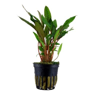 Tropica Cryptocoryne beckettii 'Petchii' in Pot - Image 2
