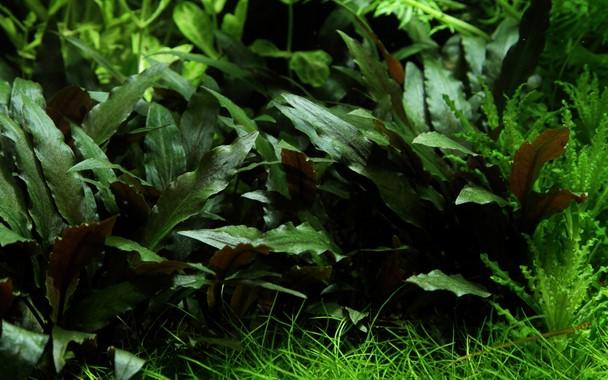 Tropica Cryptocoryne beckettii 'Petchii' in Pot - Image 3