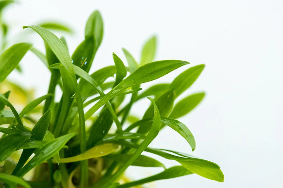 Tropica Cryptocoryne parva 1-2-Grow! - Image 2