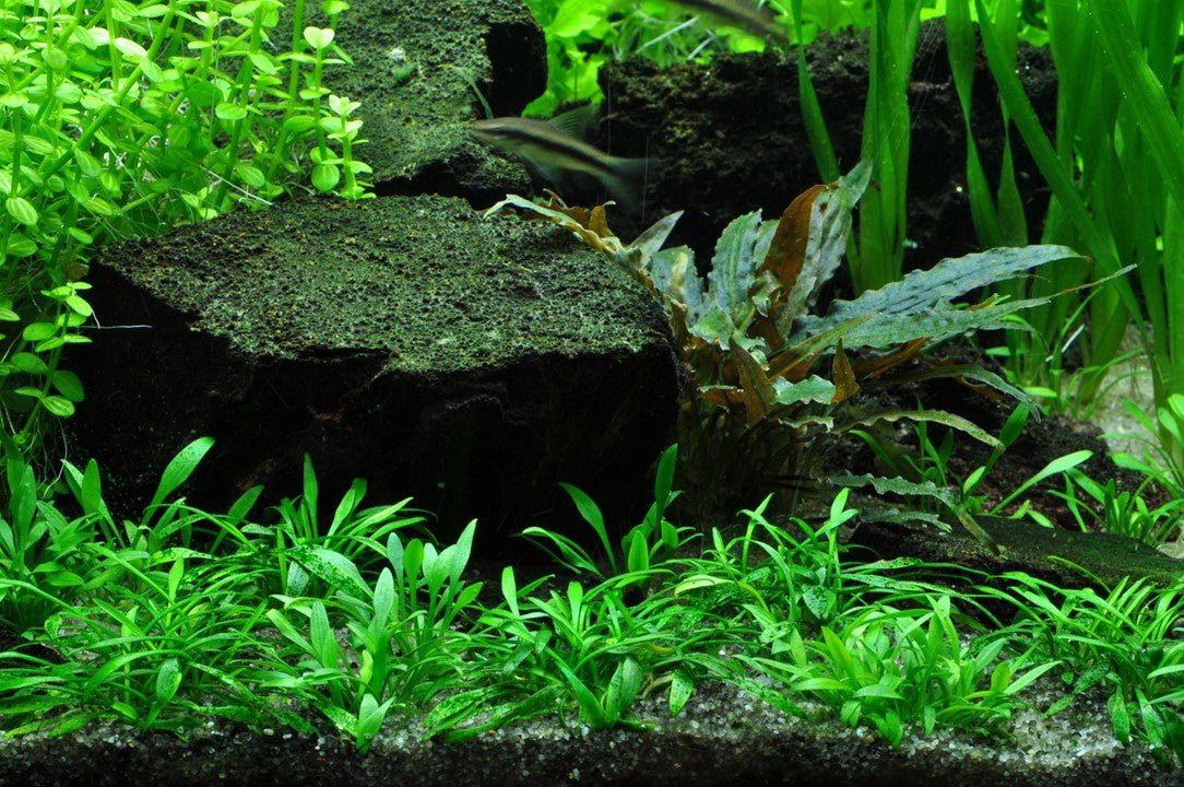 Tropica Cryptocoryne parva 1-2-Grow! - Image 3