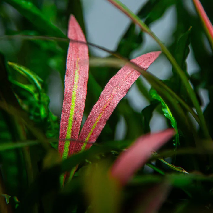 Tropica Cryptocoryne Spiralis 'Red' - Image 3