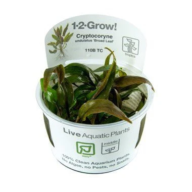 Tropica Cryptocoryne undulata 'Broad Leaf' 1-2-GROW!