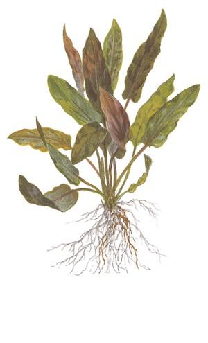 Tropica Cryptocoryne undulata 'Broad Leaf' 1-2-GROW! - Image 3