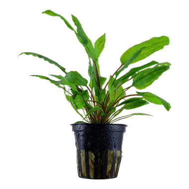 Tropica Cryptocoryne wendtii 'Green' in Pot