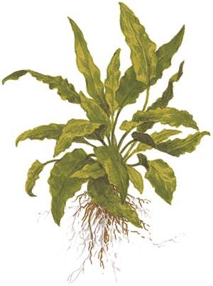Tropica Cryptocoryne wendtii 'Green' in Pot - Image 3
