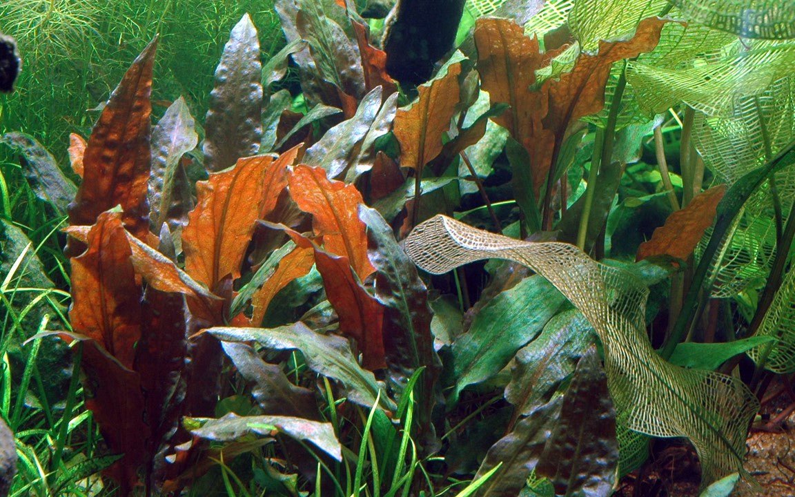 Tropica Cryptocoryne wendtii 'Mi Oya' 1-2-Grow! - Image 2