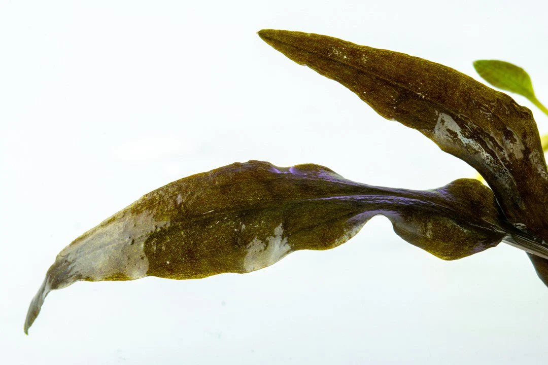 Tropica Cryptocoryne wendtii 'Mi Oya' 1-2-Grow! - Image 3