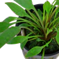 Tropica Cryptocoryne x willisii potted - Image 2