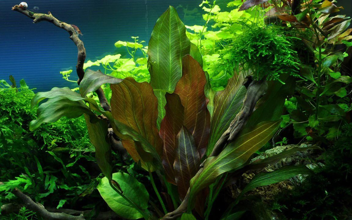 Tropica Echinodorus 'Reni' 1-2-Grow! - Image 2