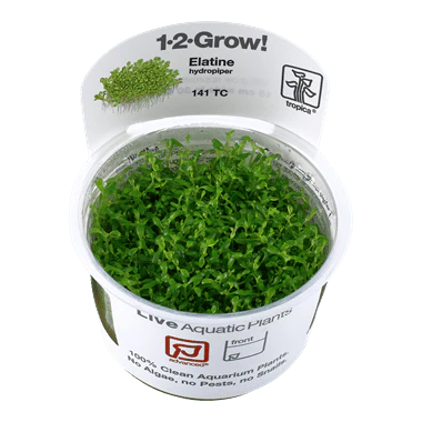 Tropica Elatine Hydropiper 1-2-Grow! - Image 2