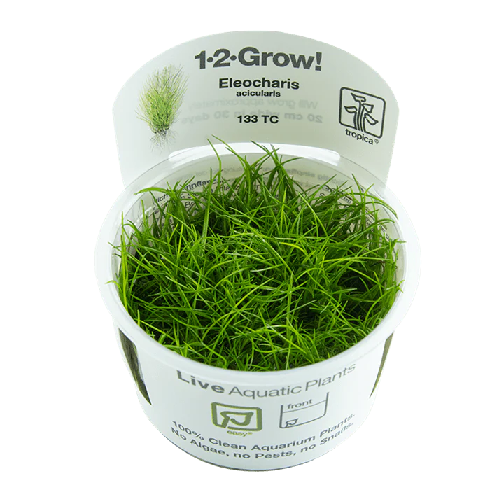 Tropica Eleocharis Acicularis 1-2-GROW!