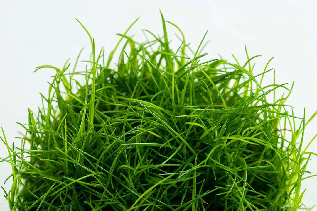 Tropica Eleocharis Acicularis 1-2-GROW! - Image 2