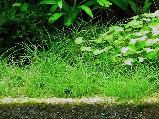 Tropica Eleocharis Acicularis 1-2-GROW! - Image 3