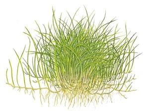 Tropica Eleocharis pusilla 1-2-GROW! (AKA Eleocharis Acicularis 'Mini') - Image 3