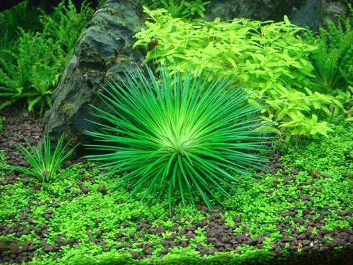 Tropica Eriocaulon 'Cinereum' 1-2-GROW! - Image 3