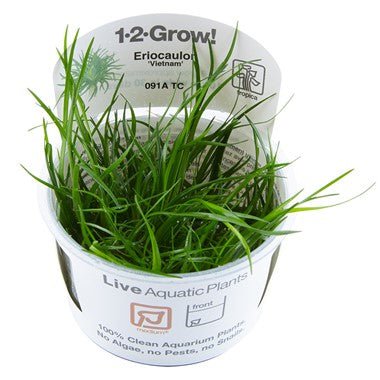 Tropica Eriocaulon 'Vietnam' 1-2-Grow!