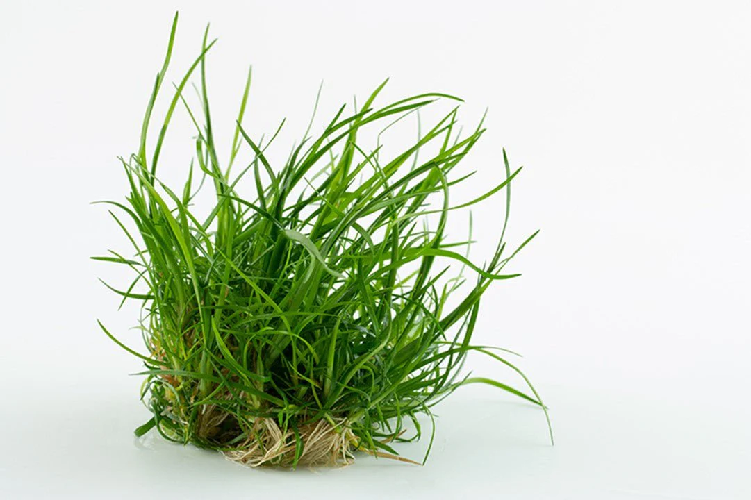 Tropica Eriocaulon 'Vietnam' 1-2-Grow! - Image 2
