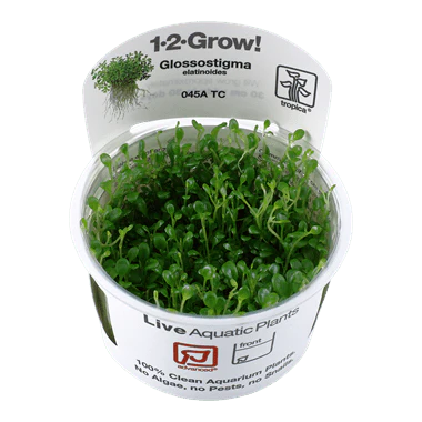 Tropica Glossostigma Elatinoides 1-2-GROW!