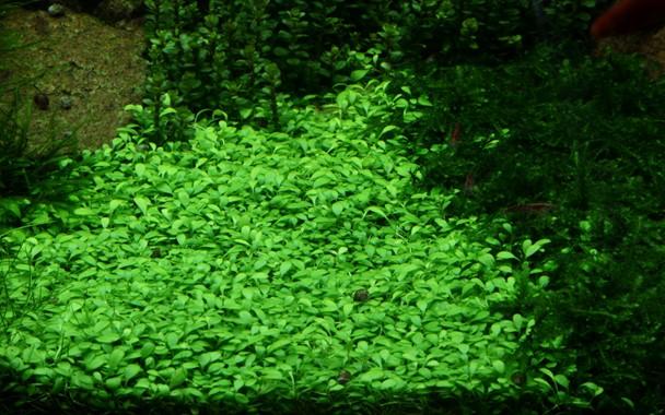 Tropica Glossostigma Elatinoides 1-2-GROW! - Image 2