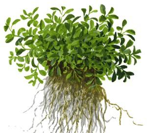 Tropica Glossostigma Elatinoides 1-2-GROW! - Image 3